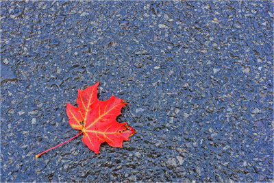Solitary Maple Leaf