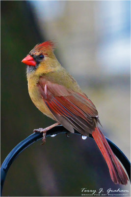 Female Cardinal