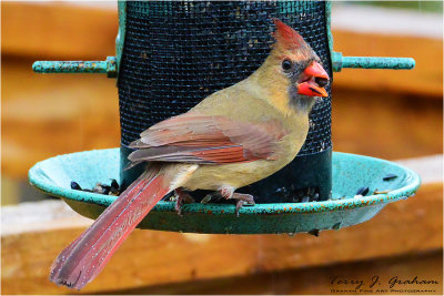 Female Cardinal