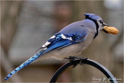 Blue Jay
