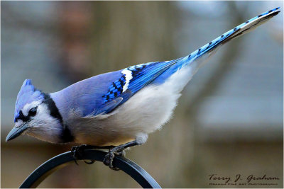 Blue Jay