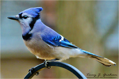 Blue Jay