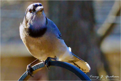 Blue Jay