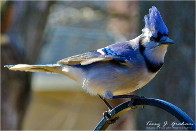 Blue Jay