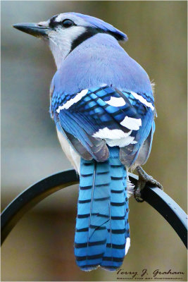 Blue Jay