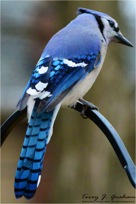 Blue Jay