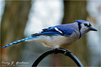 Blue Jay
