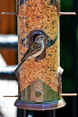 DSC_4283.jpg