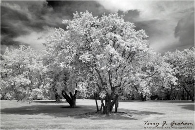 Infrared Trees