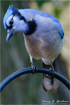 DSC_7511.jpg