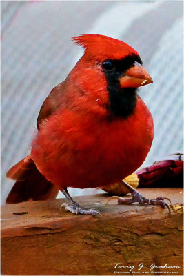 Male Cardinal