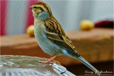 DSC_7525.jpg