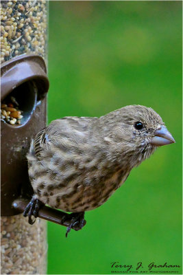 DSC_7531.jpg
