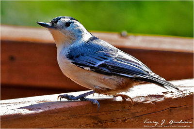 DSC_4696.jpg