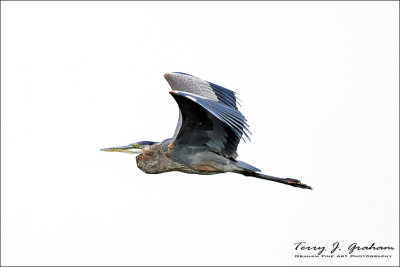 Great Blue Heron
