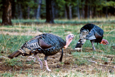 Wild Turkeys