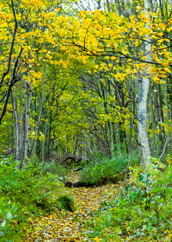 Baldovan Woods