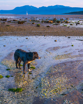 Friendly dog, St Ninian's Bay, Bute