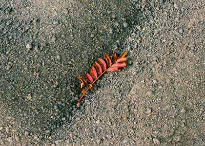 Autumn leaf in July