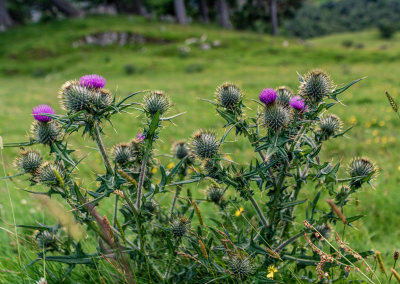 Thistles