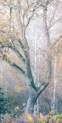 Backmuir Woods