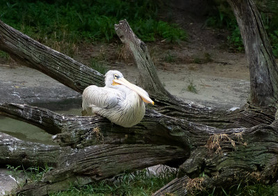 Pelicans