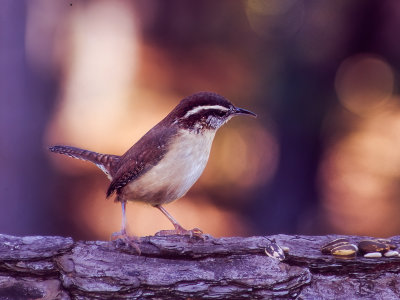 Carolina Wren
