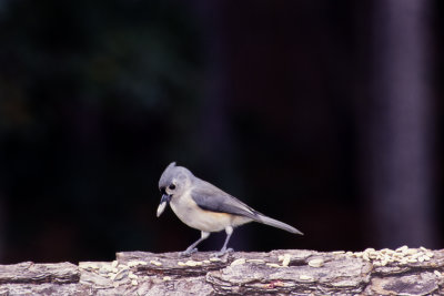Tufted Titmouse