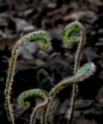 Baby Ferns