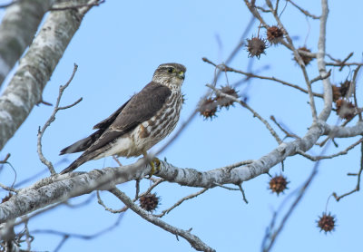 Merlin