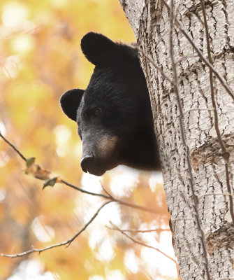 Black Bear