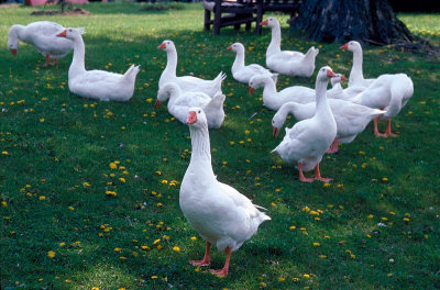 White Geese