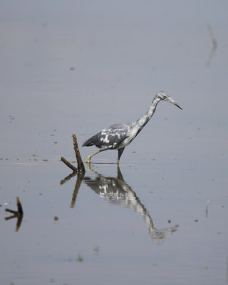 IMG_7732.JPG