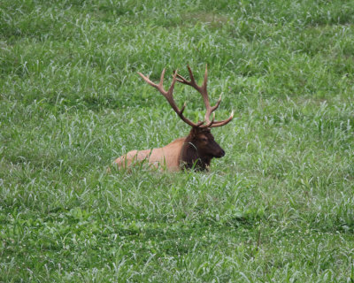 Elk in Boxley Valley 9-24-2020