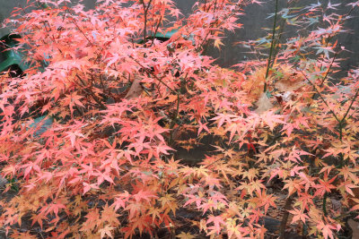 Japanese Maples at GWG 11-27-2020