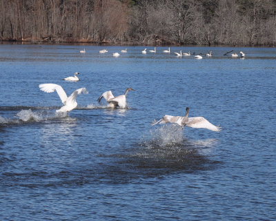 swans132021