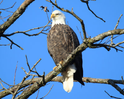 Eagles near Prim Arkansas 1-13-2021