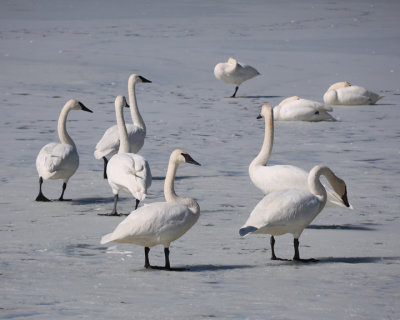 Trumpeter Swans on the Ice 2-22-21