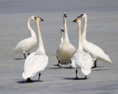 Trumpeter Swans on the Ice 2-22-21