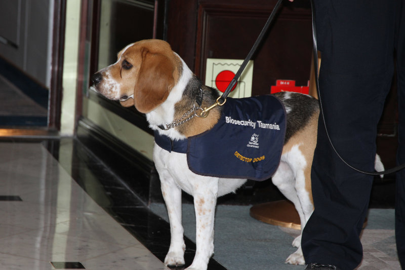 Burnie, Tasmania: Something new - beagle on board! Then we met the Burnie Mayor, something else new (and nice).
