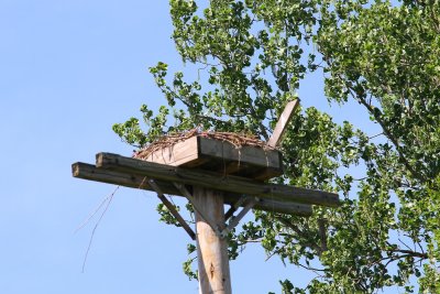 Osprey nest close to shore