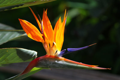 The birds of paradise were blooming