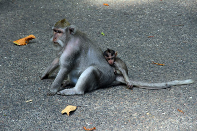 Monkey with baby on back
