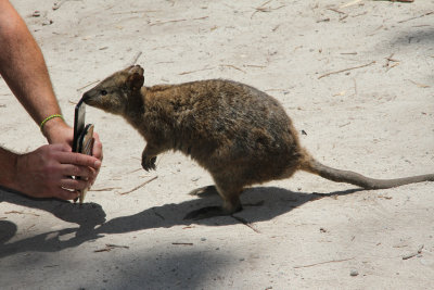 Australia Cruise - Fremantle/Perth (Rottnest Isl), Albany Dec. 2019