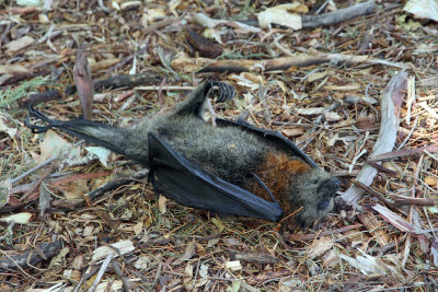 Signs in Gardens warned of dead flying foxes. Found several on the ground. 