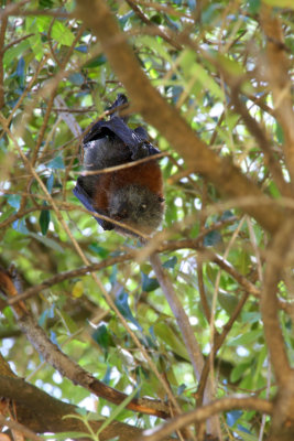 Flying fox - think alive but not sure (photo by H)