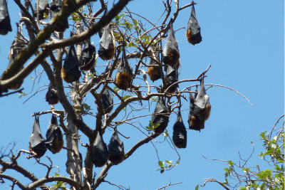 Flying foxes (what we call bats?) close up by Howard