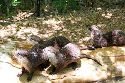 At the zoo, we saw small-clawed otters