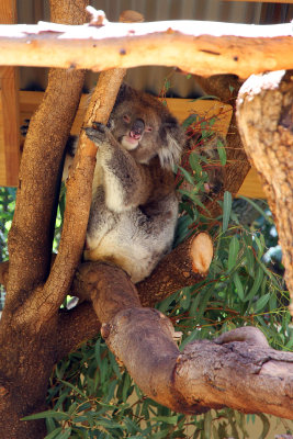 Koala (first one seen in Australia). Sad to hear later that third of koalas in Australia died in bush fires.