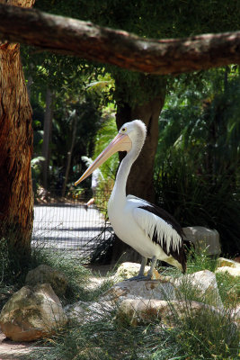 The pelicans were huge